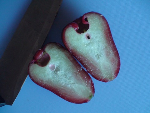 java-apple (7)
