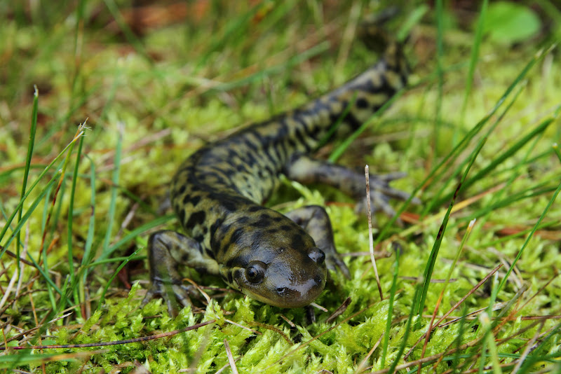 IMG_3846_salamander-large.jpg
