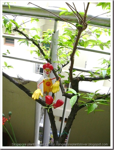 garden decoration garden decoration