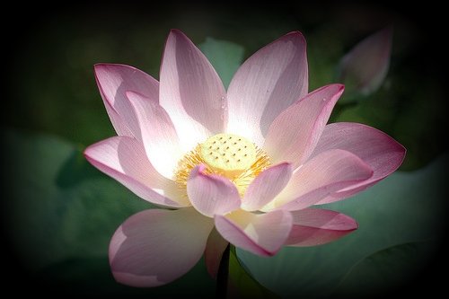 [pink lotus[4].jpg]