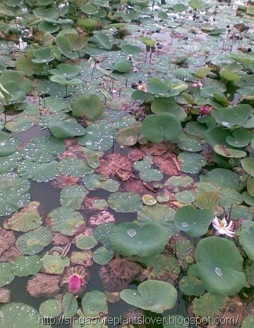 waterlily3