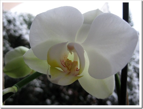Orchidee im Januar