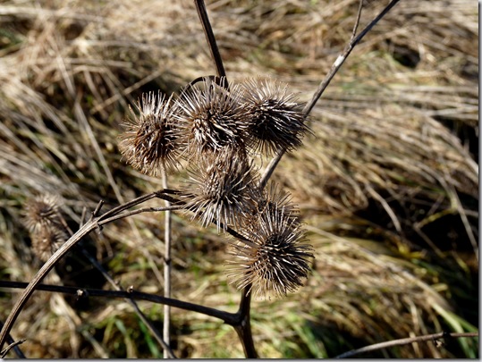 Sonntagsausflug Januar (8)