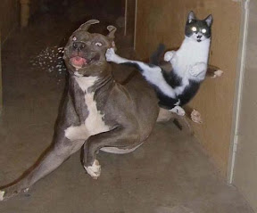 http://lh4.ggpht.com/_JmCYrvfxfvk/Rmb84p0_bGI/AAAAAAAAABw/Hj0XYwjl3Dw/s288/kungfumaster.jpg