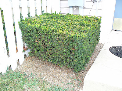 A Shrubbery!