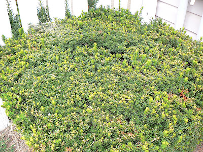 Perfectly innocent shrub!