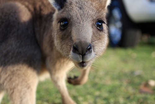 [cute kangaroo[4].jpg]