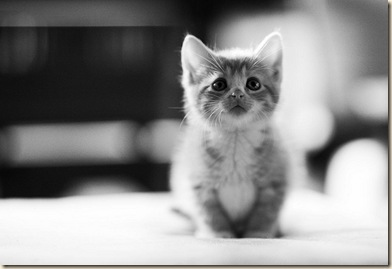 cute kitty