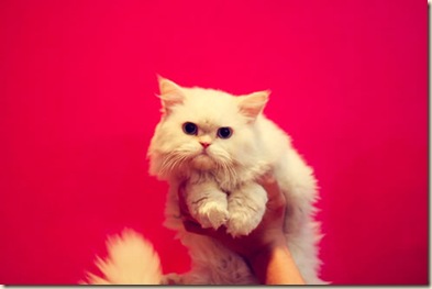 damn cute cat