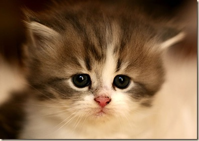 pitiful kitty