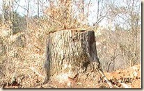 stump