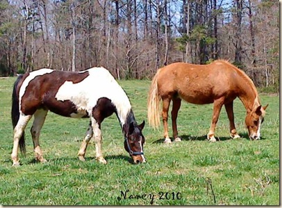 horses