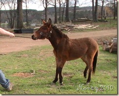 March 2010 052