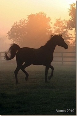 vonne horse
