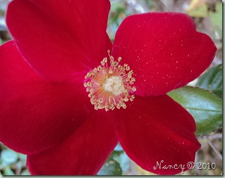 rose