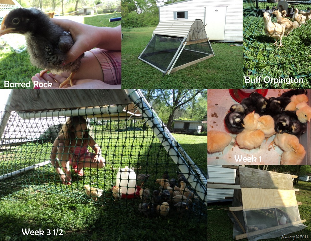 [Chick collage[6].jpg]