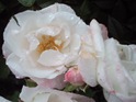 DSC04481 DSC04481