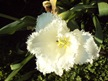 DSC05925 DSC05925