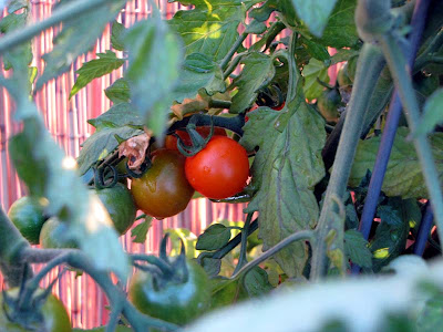 Rooftop Container Garden Cherry Tomato