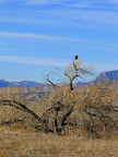 Bald eagle near Huntington