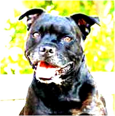 [Lapdog[7].jpg]