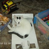 Mew Mew, sleeping in the kids' Christmas trash.
