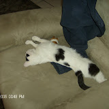 Or not.  Now she's sleeping with her gerbil buzzing toy.  She loved those.