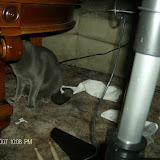 Jones and Mew Mew in the aftermath of a Rock Band evening.