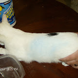 Mew Mew rolled all over the sidewalk where the kids had been drawing with chalk.