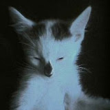 More of the sleeping baby Mew Mew.  She was so tiny!