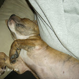 More sleeping on his back with his head up.  Do you see his moles with hair growing out?!