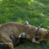 Adorable puppy fighting in the backyard.