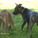 Aww!  Our new girl, Kat (formerly Harley).