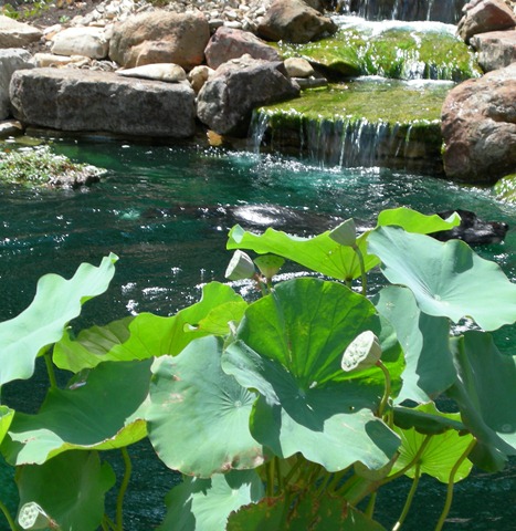 [swimming Judy 004[5].jpg]