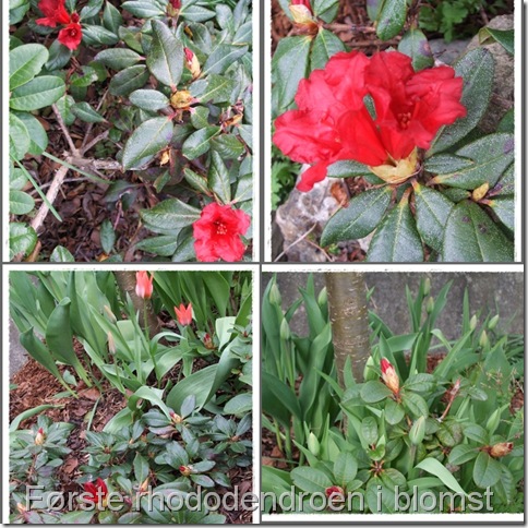 første rhododendron