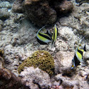 Moorish Idol