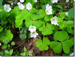 IMG_7495 IMG_7495