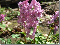 IMG_7003 IMG_7003