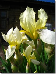 IMG_7966 IMG_7966
