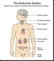 endocrine