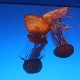 Jellyfish!