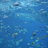 Tank with Whale Sharks.