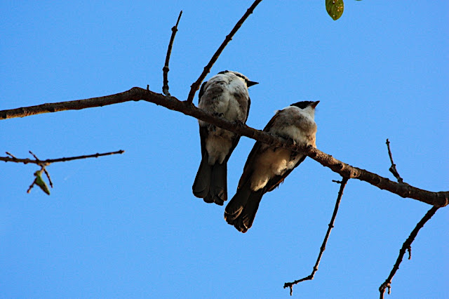 �ivotinje oko kolibe 4