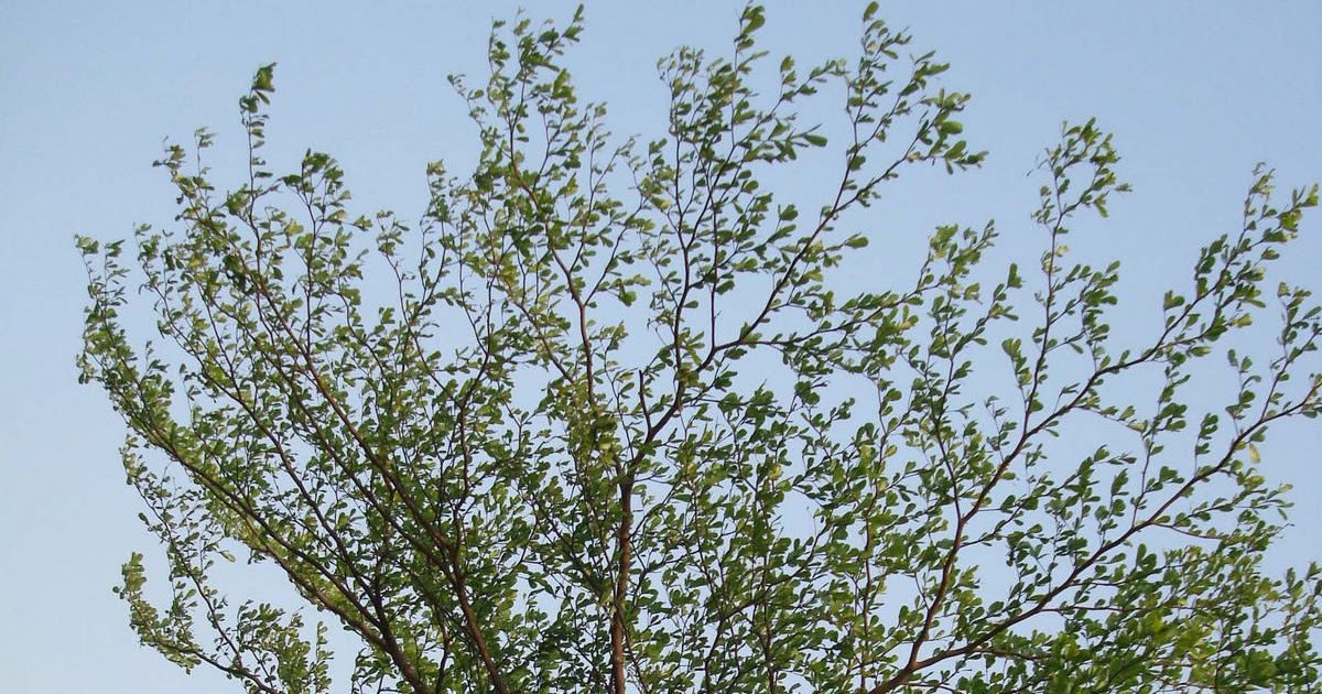 PHOTOGRAPHY The tree shaped like an umbrella