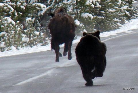 [Bear Chasing Bison Down the Road 08[5].jpg]