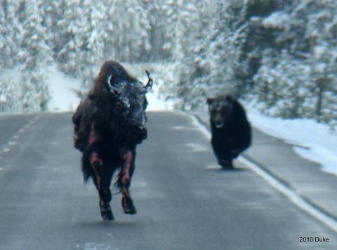 [Bear Chasing Bison Down the Road 02[5].jpg]