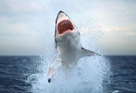 Great White Shark 01