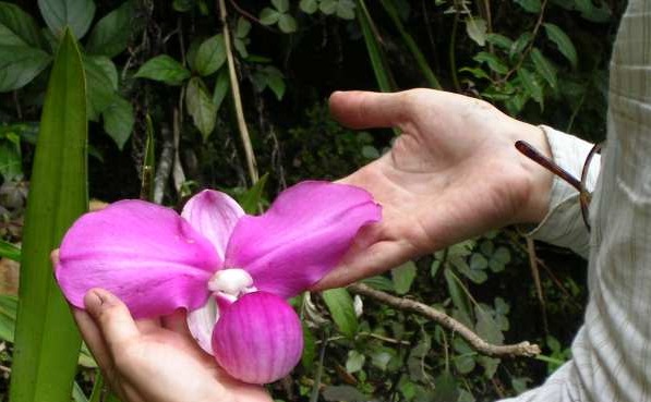 [Giant slipper orchid (Phragmipedium Kovachii)[7].jpg]