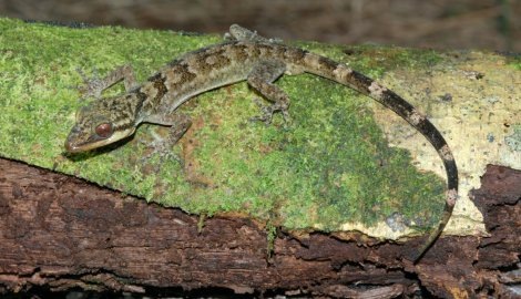 [Langkawi bent-toed gecko (Cyrtodactylus macrotuberculatus) 01[5].jpg]