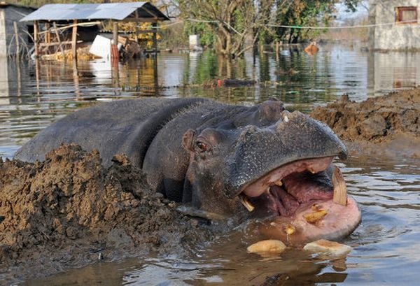 [Hippo escapes from Montenegro zoo 04[5].jpg]